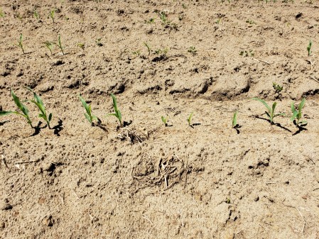 Note the differences in emergence of the individual seeds.
